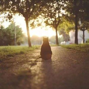 Meet your Posher, Jing